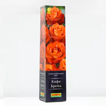 Роза Кофе Брейк, 1 шт, Весна 2024