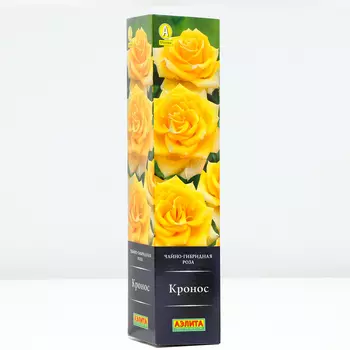 Роза Кронос, 1 шт, Весна 2024