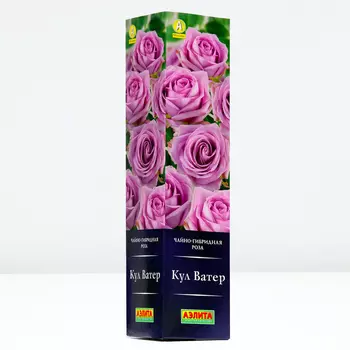 Роза Кул Ватер, 1 шт, Весна 2024