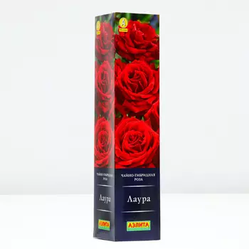 Роза Лаура, 1 шт, Весна 2024