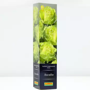 Роза Лимбо, 1 шт, Весна 2024