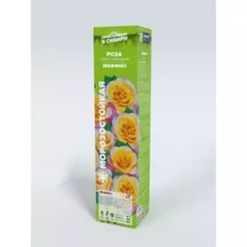 Роза Маффин, Весна 2023, 1 шт.