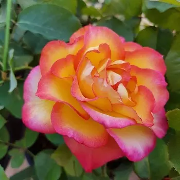 Роза Маффин, Весна 2023, 1 шт.