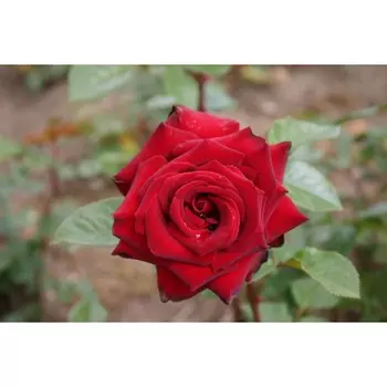 Роза Магнум, 1 шт, Весна 2024