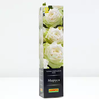 Роза Маруся, 1 шт, Весна 2024