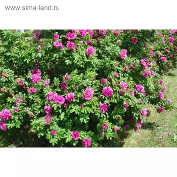 Роза морщинистая, С3 (горшок 3 л.) 30-60см высота, 1 шт