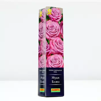 Роза Муди Блюз, 1 шт, Весна 2024