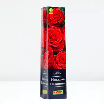 Роза Никколо Паганини, 1 шт, Весна 2024