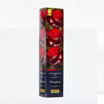 Роза Осирия, 1 шт, Весна 2024