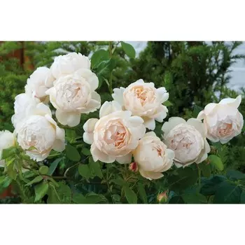 Роза парковая Френч Брекфаст, С5 горшок, Н25-45 высота, 1 шт.