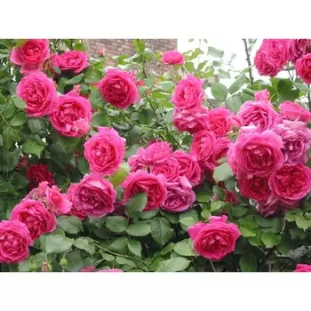 Роза плетистая Клайминг Парад, C3,5 горшок, Н25-45 высота, 1 шт.