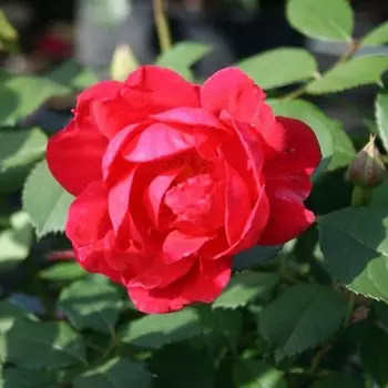 Роза плетистая Пауль Скарлет Клайминг, C3,5 горшок, Н25-45 высота, 1 шт.