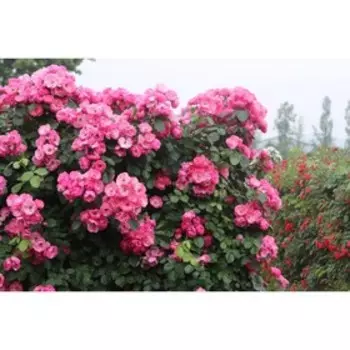 Роза плетистая Пинк Клод, C3,5 горшок, Н25-45 высота, 1 шт.