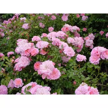 Роза почвопокровная Пинк Беллс, C3,5 горшок, Н15-25 высота, 1 шт, Июль 2022