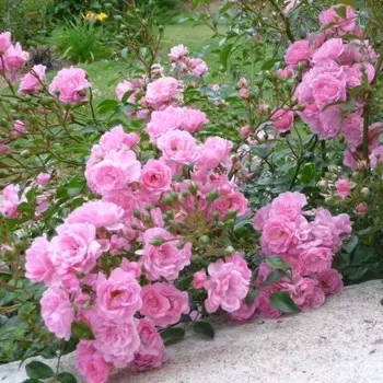 Роза почвопокровная Пинк Фэйри, C3,5 горшок, Н15-25 высота, 1 шт.