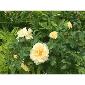 Роза канадская парковая Ж.П.Коннел, C3,5 горшок, Н25-45 высота, 1 шт, Лето 2024