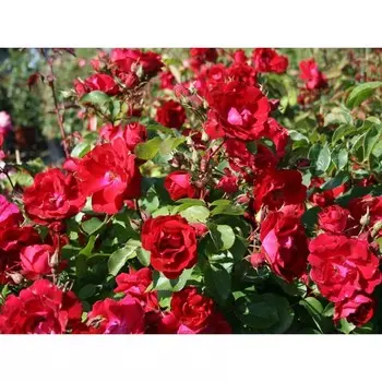 Роза "Поиск" канадская плетистая "Генри Келси", C3,5 горшок, Н25-45 высота, 1 шт., Июль 2022