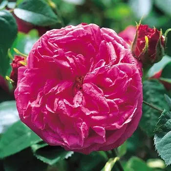 Роза Поль Скарлет, 1 шт, Весна 2024