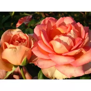 Роза Прометей, Весна 2023, 1 шт.