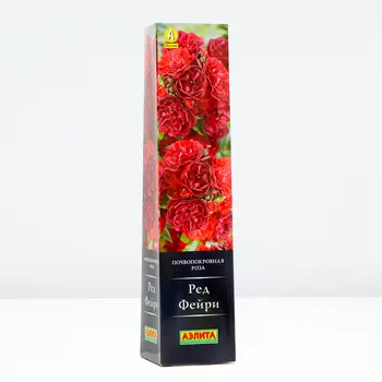 Роза Ред Фейри, 1 шт, Весна 2024