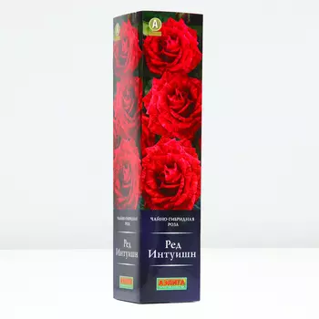 Роза Ред Интуишн, 1 шт, Весна 2024