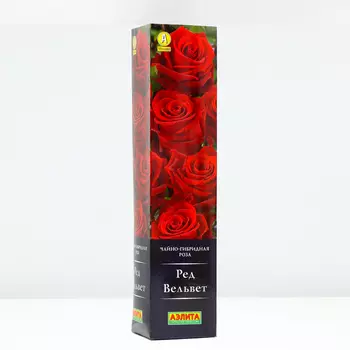 Роза Ред Вельвет, 1 шт, Весна 2024