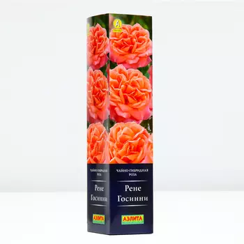 Роза Рене Госсини, 1 шт, Весна 2024