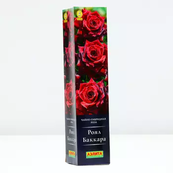 Роза Роял Баккара, 1 шт, Весна 2024