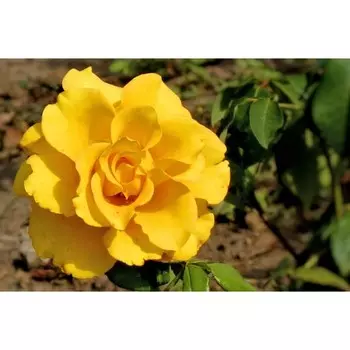 Роза Сфинкс Голд, 1 шт, Весна 2024