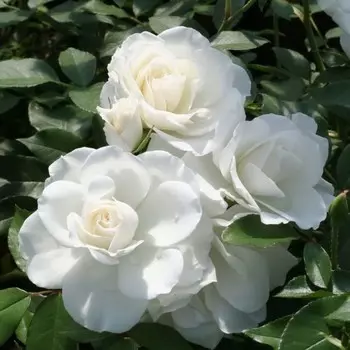 Роза Шнеевитхен Клаймбинг, 1 шт, Весна 2024