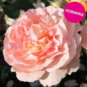 Роза Шраб (кустовая) Гранд де шьен Весна 2025