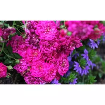 Роза Сиреневый Дождь, 1 шт, Весна 2024