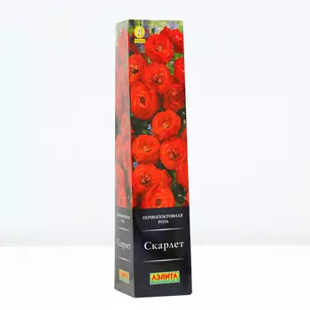 Роза Скарлет, 1 шт, Весна 2024