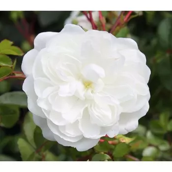 Роза Сноу Балет, 1 шт, Весна 2024