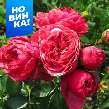 Роза Спрей Меджик рококо Весна 2025