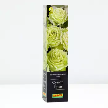Роза Супер Грин, 1 шт, Весна 2024