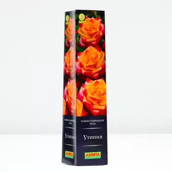 Роза Утопия, 1 шт, Весна 2024