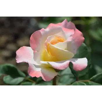 Роза Вивальди, 1 шт, Весна 2024