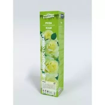 Роза Жаде, Весна 2025, 1 шт.