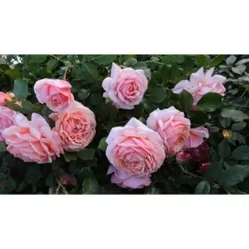 Роза Жардин, Весна 2023, 1 шт.