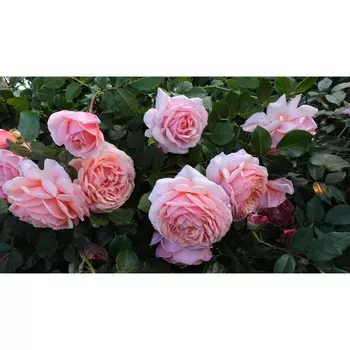 Роза Жардин, Весна 2023, 1 шт.