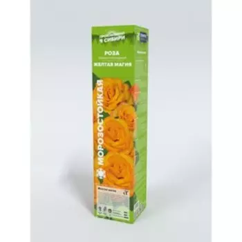 Роза Желтая магия, Весна 2025, 1 шт.