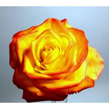 Роза Желтая магия, Весна 2025, 1 шт.