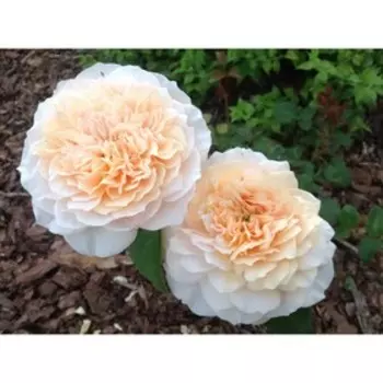 Розы английский Инглиш Гарден, Горшок 2 л., 1шт, Июнь 2022