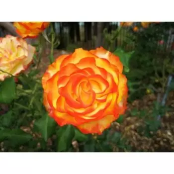 Розы чайно/гибридные Оранж Джус грандифлора, Горшок 2 л., 1шт, Июнь 2022