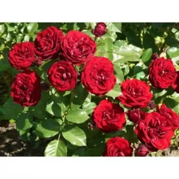 Розы флорибунда Лаваглют, Горшок 2 л., 1шт, Июнь 2022