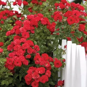 Саженец Роза Дон Жуан, плетистая, Горшок 2 л., Лето 2024