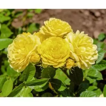 Саженец Роза Анни Дюпрей, шраб-роза, Горшок 2 л., Лето 2024