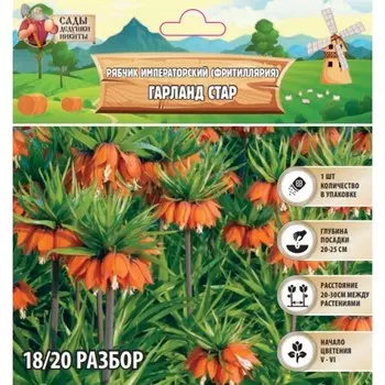 Рябчик императорский (Фритиллярия) Гарланд Стар, р-р 18/20, 1 шт, Осень 2024