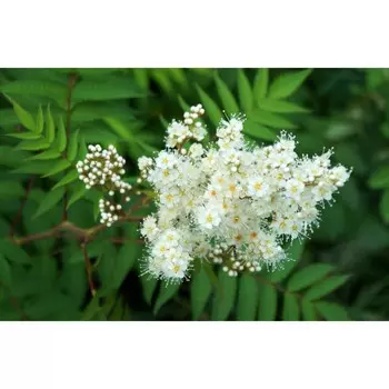 Рябинник Рябинолистный, горшок 1,6л, 1 шт, Август 2022